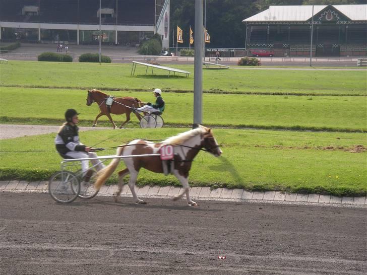 Pinto Atlanta Nyholm - atlanta der drøner afsted inde til DM på lunden, dette løb rendte hun 2.43 min! FLOT! billede 4