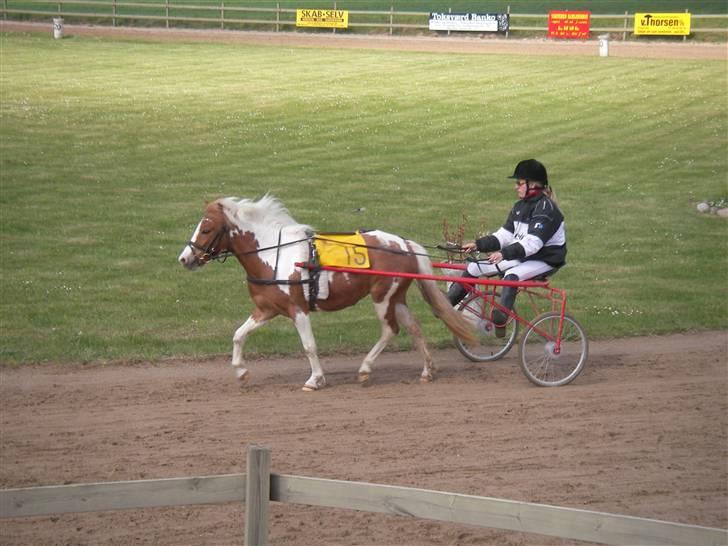 Pinto Atlanta Nyholm - fin trav hjemme på SPT.. billede 6