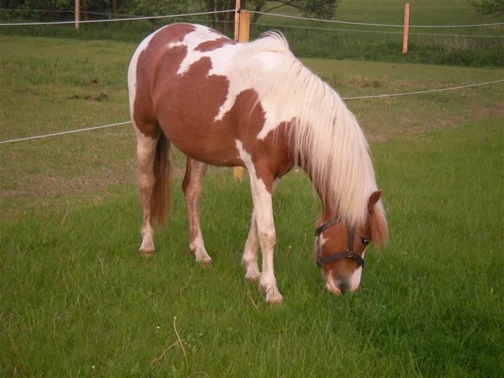 Pinto Atlanta Nyholm - dejligt sommer billede... dejlige pony! billede 9