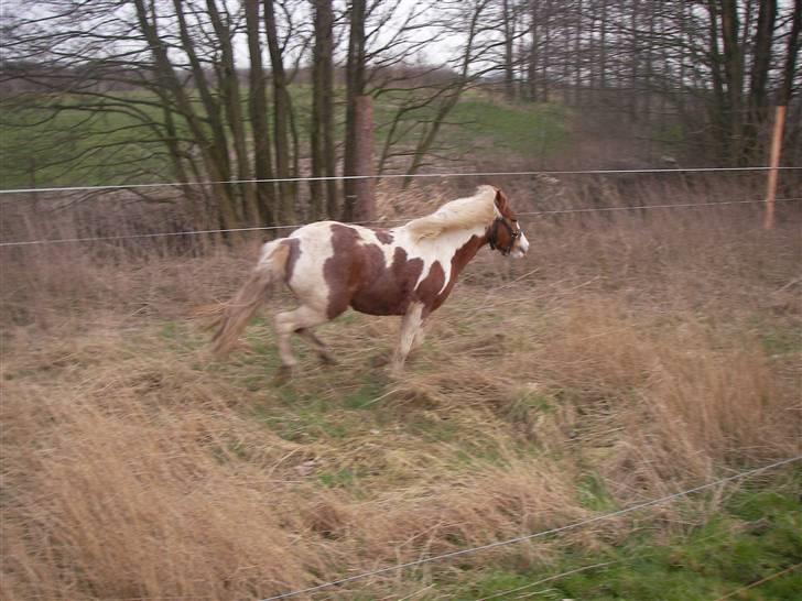 Pinto Atlanta Nyholm - altid lækkert med en god galop på folden, nu når man ikke må for vogn.. billede 10