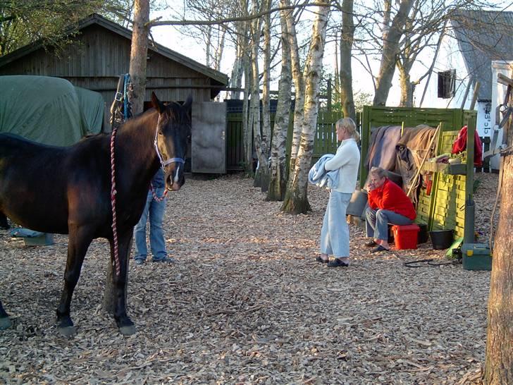 Anden særlig race Snip "Stoffer" Solgt - Familien er komme for at se det nye familiemedlem. billede 7