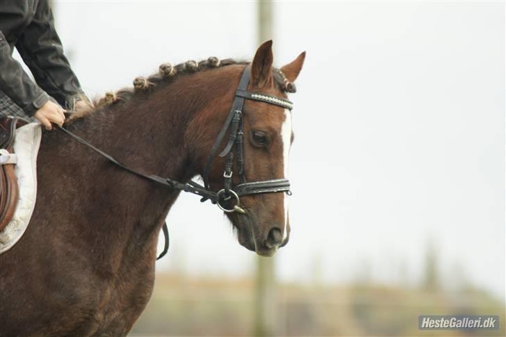 Welsh Pony (sec B)  D.B Tinka ( SOLGT) billede 9