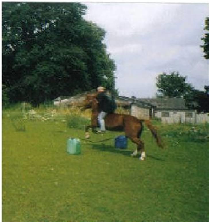 Anden særlig race Tinto - ikke særlig god kvalitet. spring på folden. Uden sadel uden hovedtøj bare med grime.. billede 1