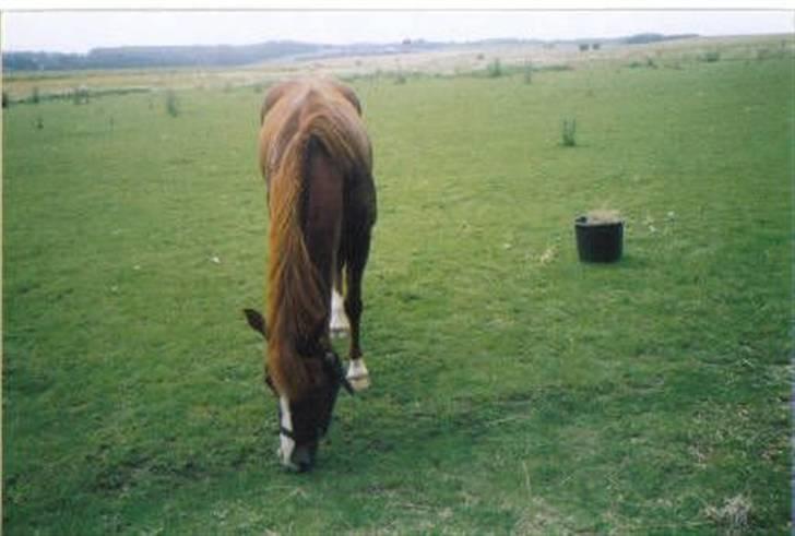 Anden særlig race Tinto - Den var meget smal! :P og lige der ekstra fordi vi var ved at fede den op på det tidspunkt :D billede 2