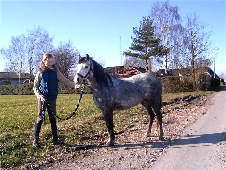 Welsh Mountain (sec A) Jasmin ¤SOLGT¤ - Lille Jasmin billede 6