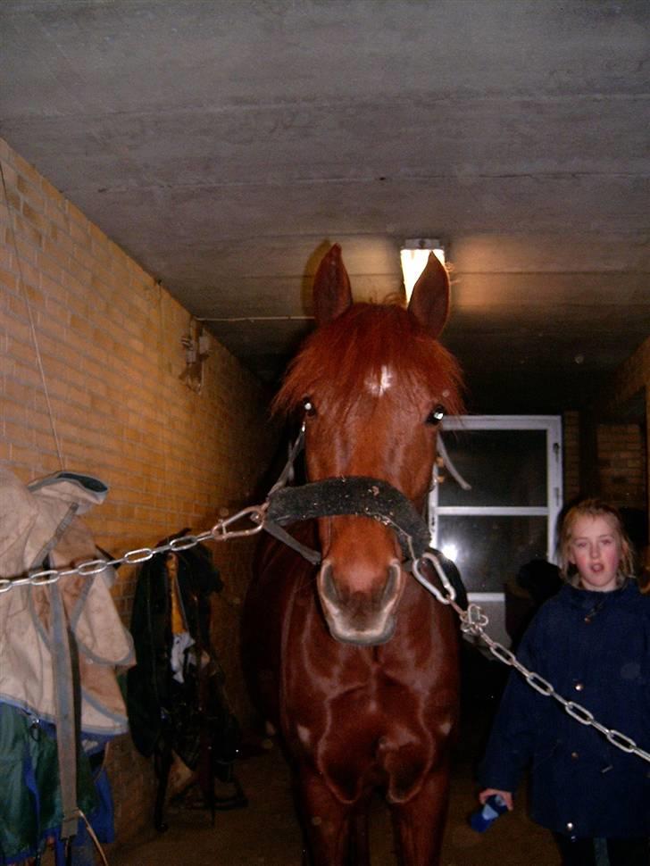 Anden særlig race Frederikke ¤SOLGT¤ billede 2
