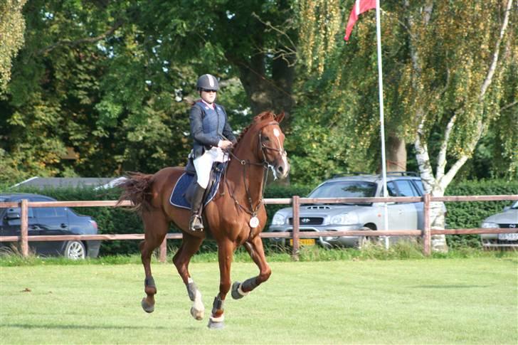 Holstener Le Poul - kan vi være så konsenteret på en gang? det beviser dette billede vist. fra fynsmesterskab for hold. Foto: Louise s, herinde fra. billede 17