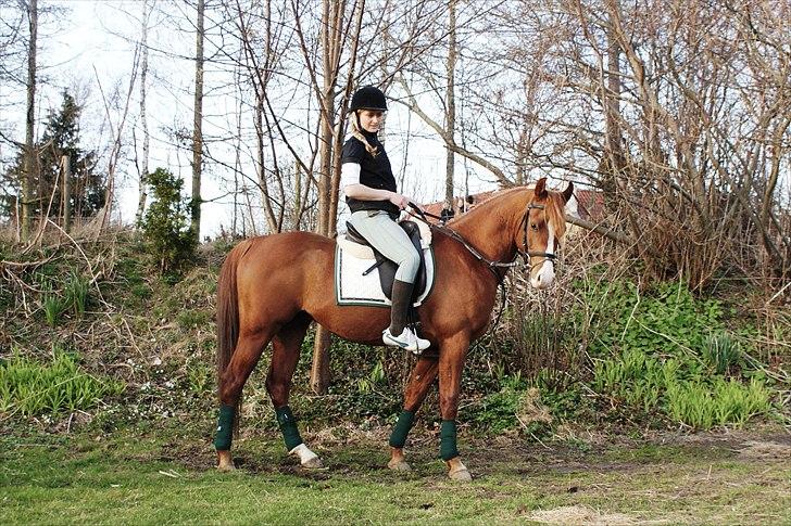 Arabisk fuldblod (OX) TA Wahir ibn Hafez  - April 2011    Anne og Wahir billede 1