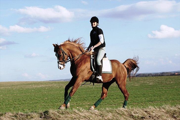 Arabisk fuldblod (OX) TA Wahir ibn Hafez  - April 2011   Anne og Wahir billede 3