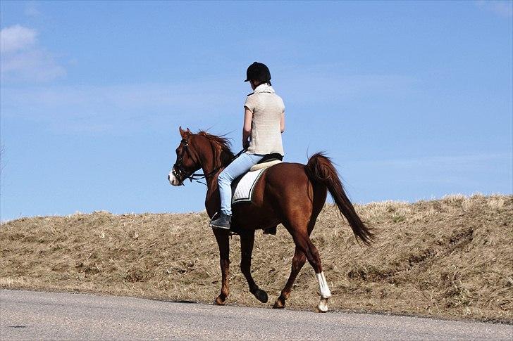 Arabisk fuldblod (OX) TA Wahir ibn Hafez  - Marts 2011  Camilla og Wahir  billede 4