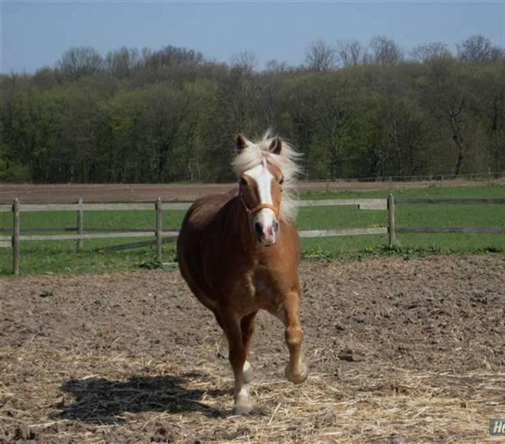 Haflinger Skovfryds mary - wee :D se hvor glad hun er :D  billede 20