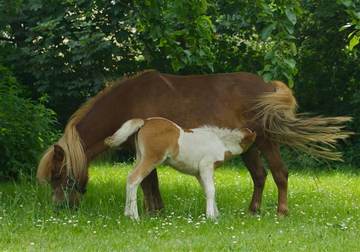 Shetlænder                     DollY - Dolly med sit føl fra 07. billede 1