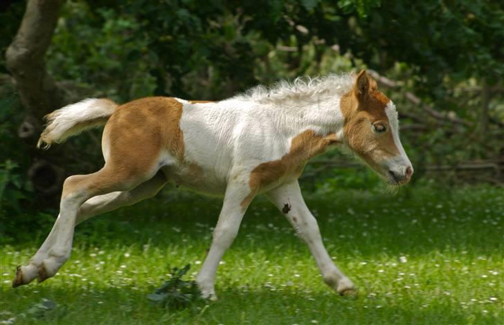Shetlænder                     DollY billede 2