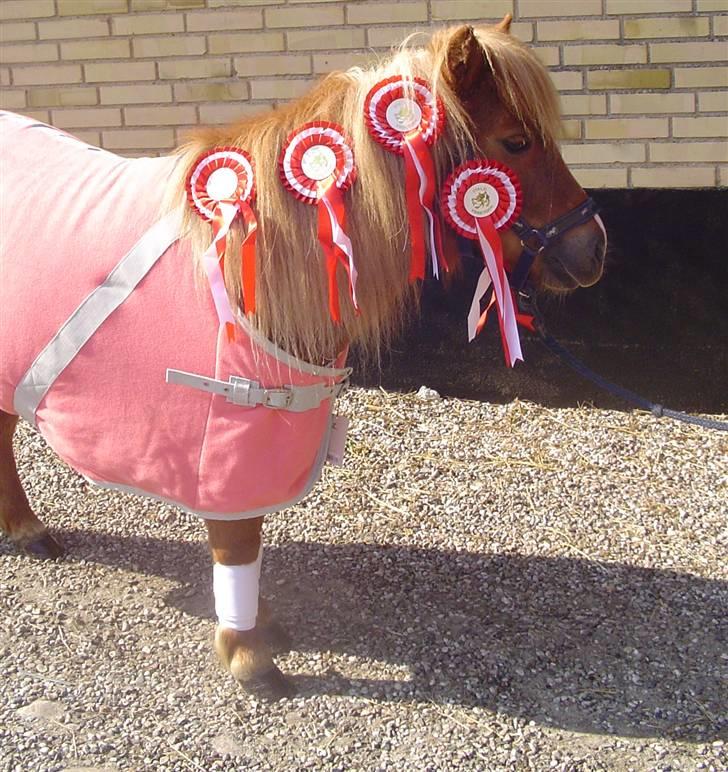 Shetlænder                     DollY billede 3