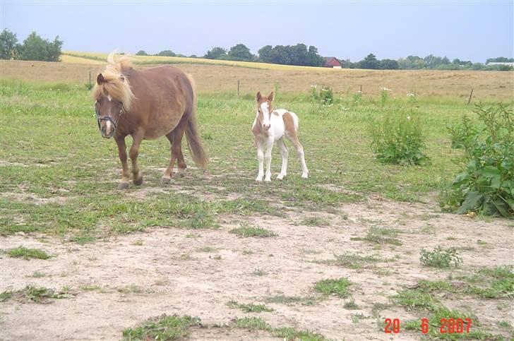 Shetlænder                     DollY billede 4