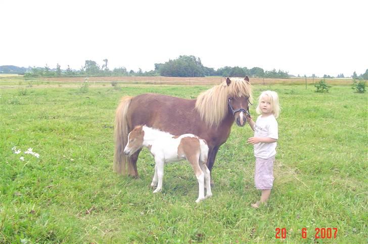 Shetlænder                     DollY billede 5