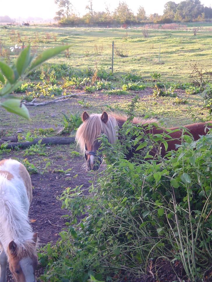 Shetlænder                     DollY billede 6