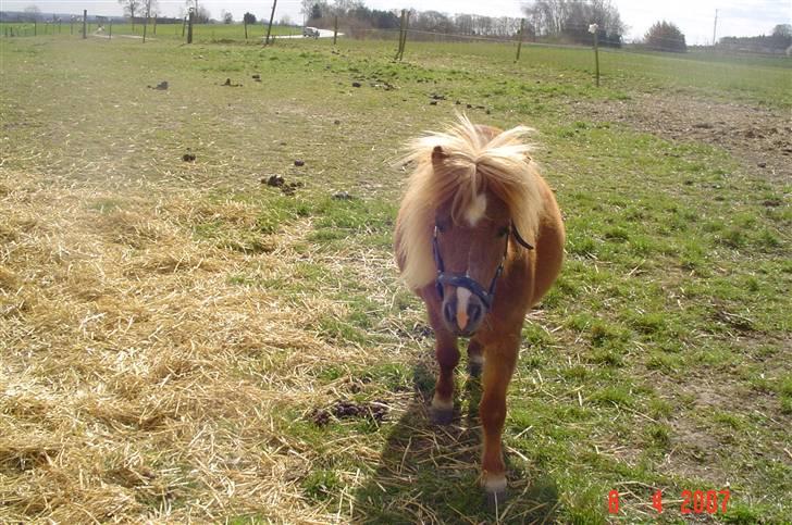Shetlænder                     DollY - dolly med sin tykke mave imens hun var i fol. :o) billede 7
