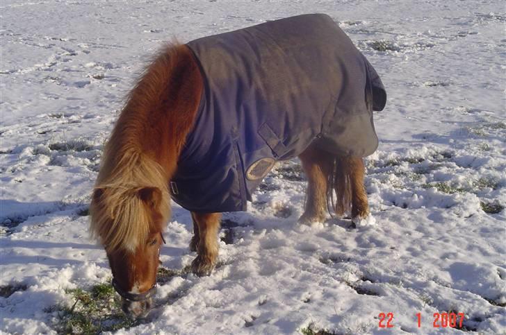 Shetlænder                     DollY billede 8