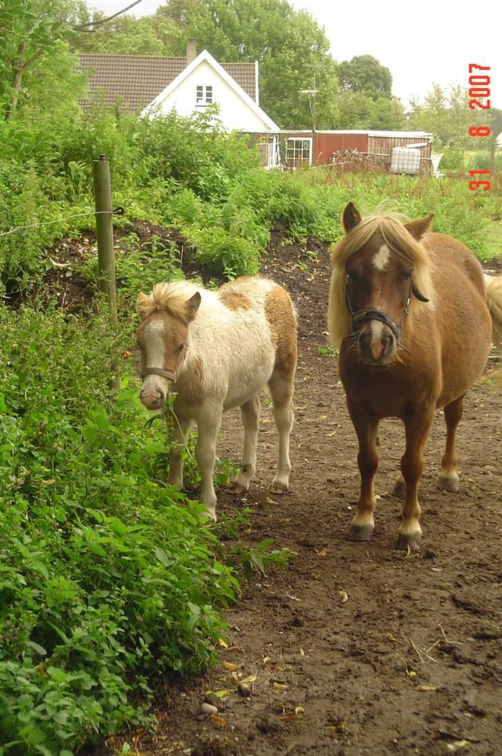 Shetlænder                     DollY billede 11