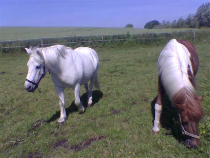 Islænder blanding Felix † Død † - Felix og Baltazar billede 2