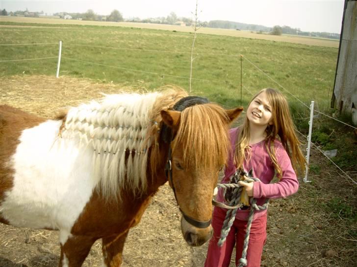 Islænder blanding Felix † Død † - Så er man vel nok fin.. ;-) billede 5