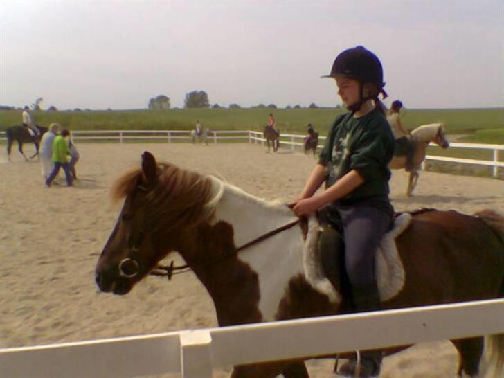 Islænder blanding Felix † Død † - Maribo rideklubs ridelejr 2005 billede 7