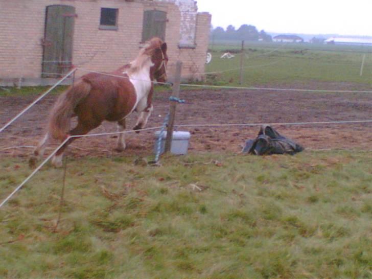 Islænder blanding Felix † Død † - Han keder sig vidst lidt billede 8