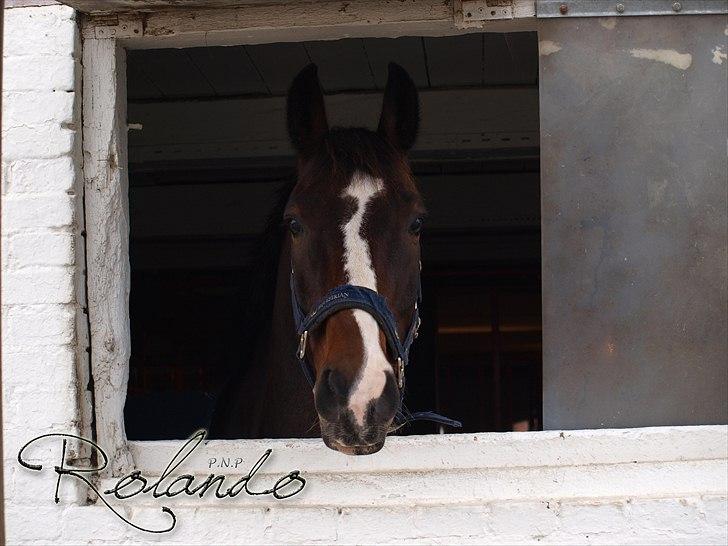Dansk Varmblod Spanagers Rolando - SOLGT [Himmelhest] - Rolando der kigger ud af sit vindue, på hans sidste dag som vores hest.      (Fotograf: P.N.P/Mig ) billede 17