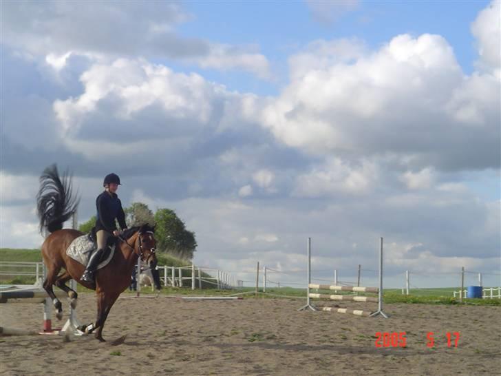 New Forest Opbroeks Mayday (solgt) - Undervisning ved Casper Cassøe. billede 19