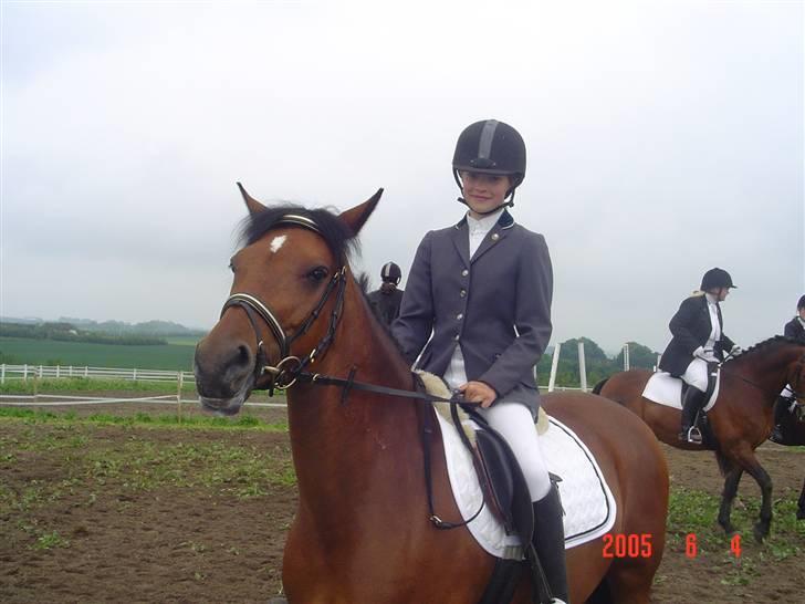 New Forest Opbroeks Mayday (solgt) - Efter LC1 dressur med 1. plads. Nørager. billede 20