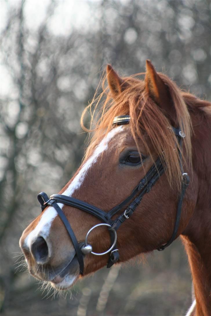 Pinto Polle - hej og velkommen til polles profil læg gerne en bedømmelse og en kommentar :D foto: liv billede 1