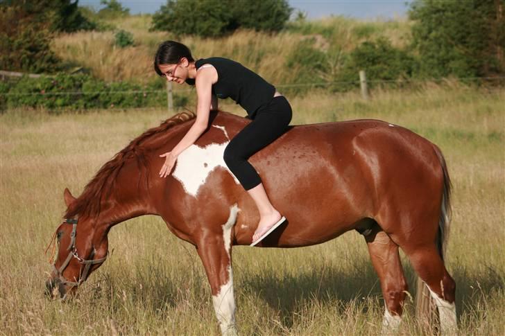 Pinto Polle - <3 billede 2