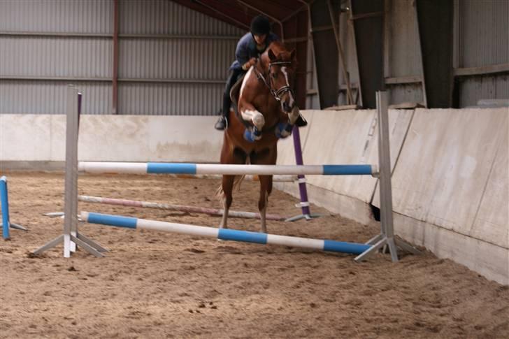 Pinto Polle - 90 cm, tjek lige hvor højt Polle flyver over ;P billede 3