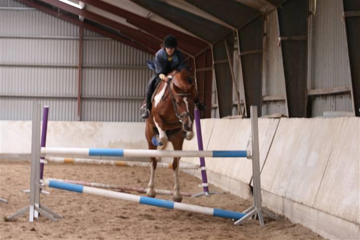 Pinto Polle - Springer 105cm, vores rekord indtil videre <3 billede 4