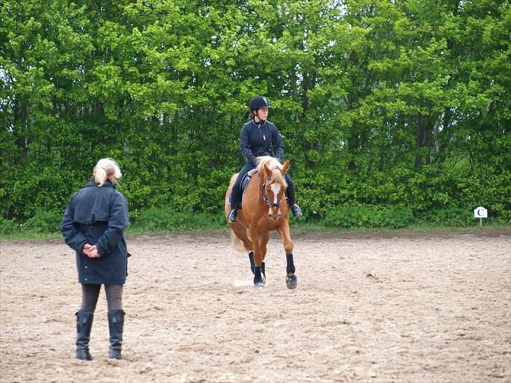 Dansk Varmblod Gyvelhøjens Figaro <3 - Undervisning ved Inger, 24.05.10 - rider her et ottetal ;) Foto: min mor  billede 14