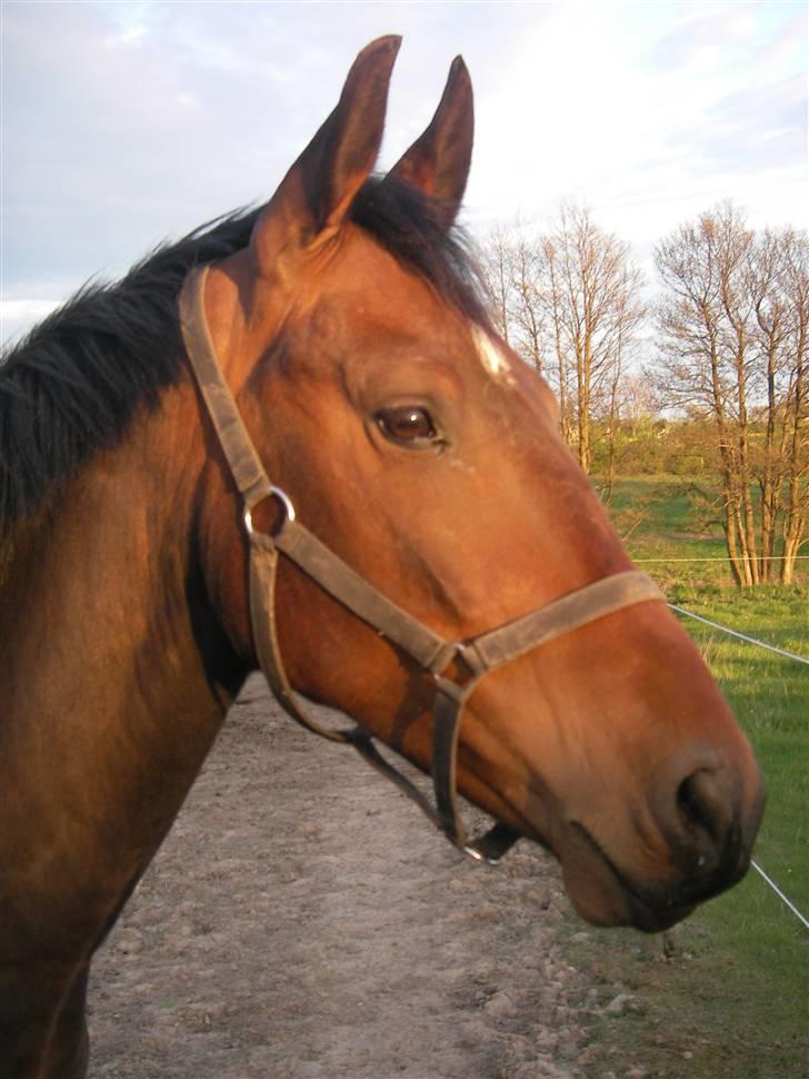 Oldenborg Horsebjerg Twister - Twist der nyder eftermiddags solen... han er da lidt pæn.. ;) billede 1