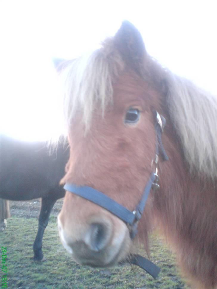 Shetlænder Sofie billede 17