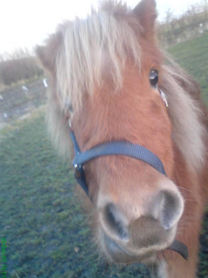 Shetlænder Sofie billede 18