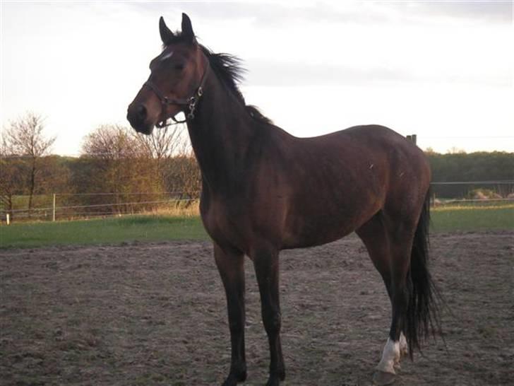 Oldenborg Horsebjerg Twister - efteråret 2006 stadig lidt mager, men er ved at indhente kiloerne.. billede 2