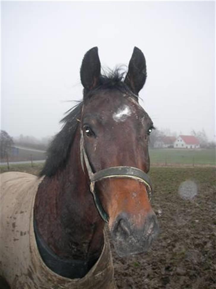 Oldenborg Horsebjerg Twister - sikke et pladderhovede... han elsker at rulle sig! billede 3