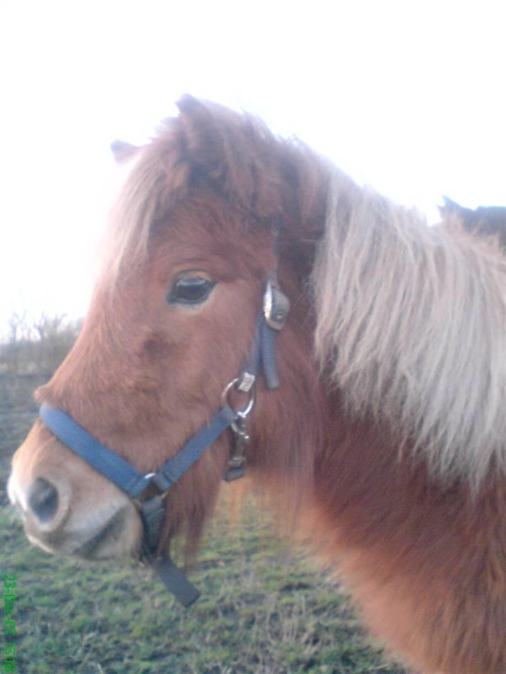 Shetlænder Sofie billede 19