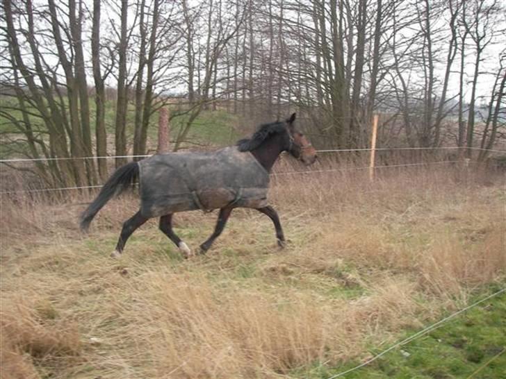 Oldenborg Horsebjerg Twister - Twister der spadsere derudaf! han elsker af drøne rundt.. billede 4