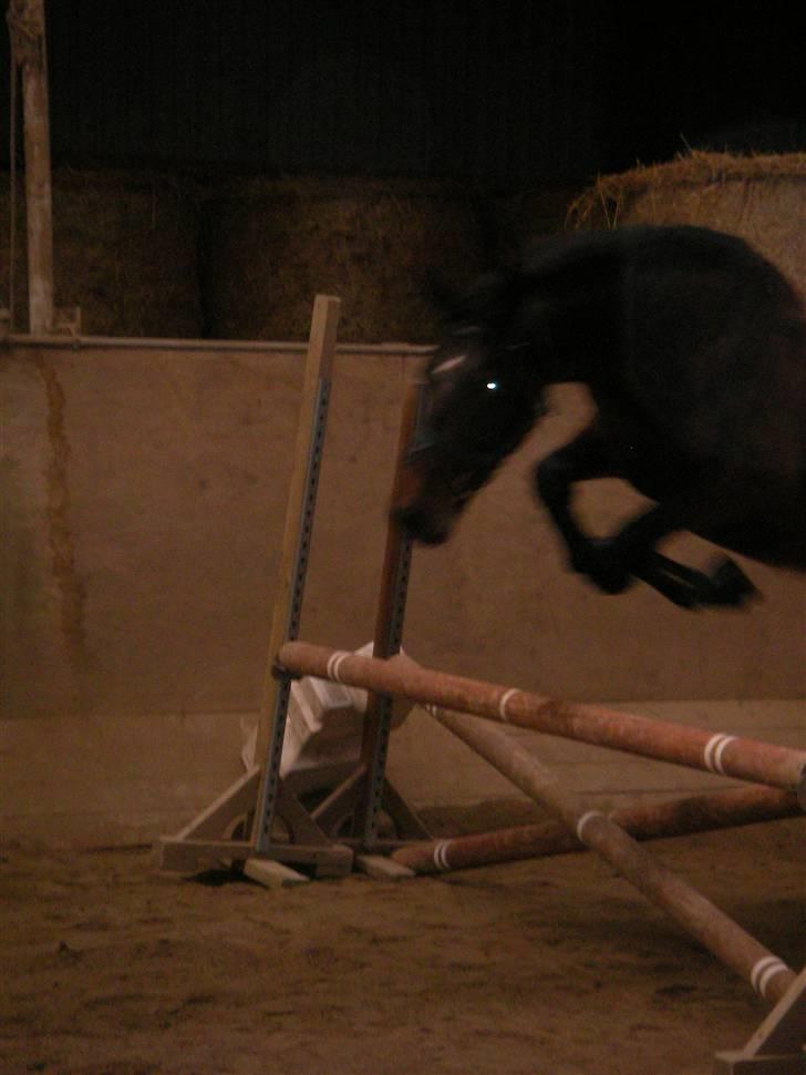 Oldenborg Horsebjerg Twister - løsspring i februar 2007, på møn første gang han prøver det.. han var rigtig dygtig. billede 5