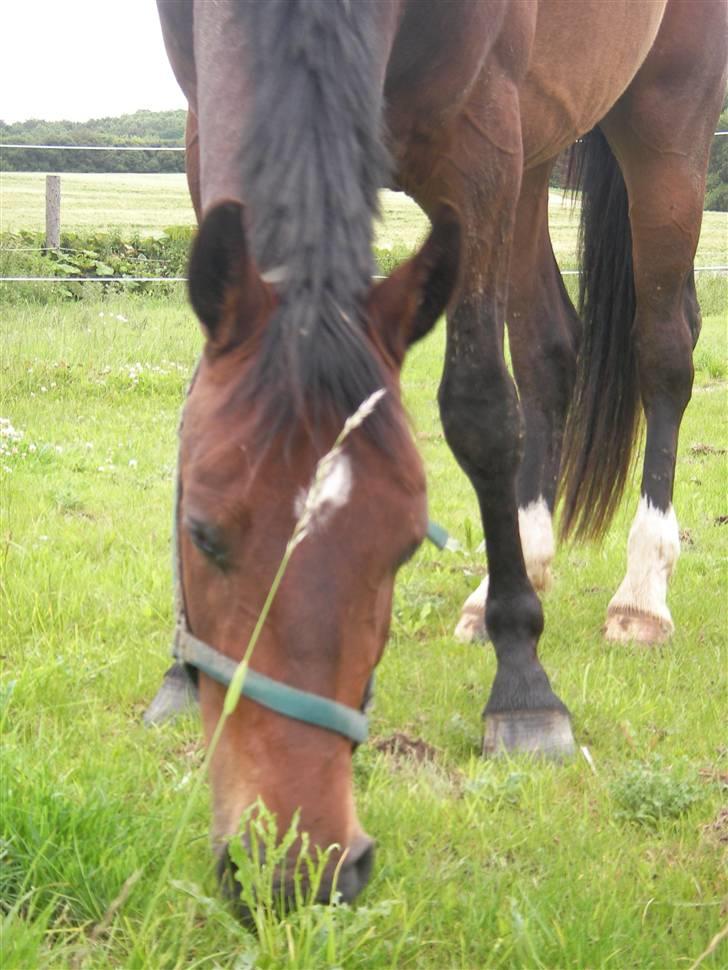 Oldenborg Horsebjerg Twister - nyder græsset her i sommeren 2007.. billede 7