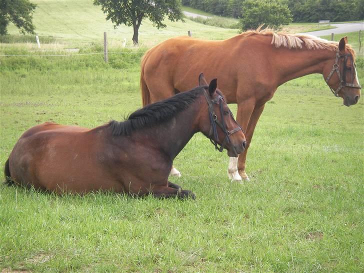 Oldenborg Horsebjerg Twister - vi tager os lige en lille skraber... billede 9