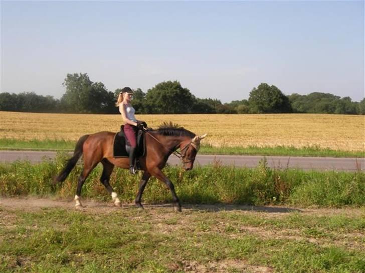 Oldenborg Horsebjerg Twister - dejligt når hesten selv gerne vil søge ned.. billede 10