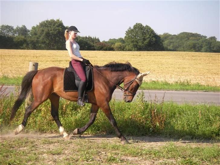 Oldenborg Horsebjerg Twister - lidt bag lod, men det kan med tiden justeres, kun lækkert han gerne vil arbejde for en. billede 11