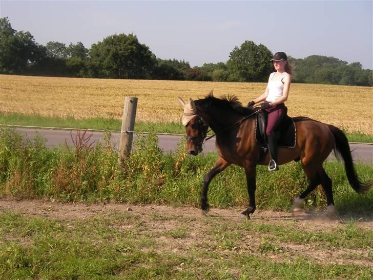 Oldenborg Horsebjerg Twister - han elsker bare at ride.. billede 12