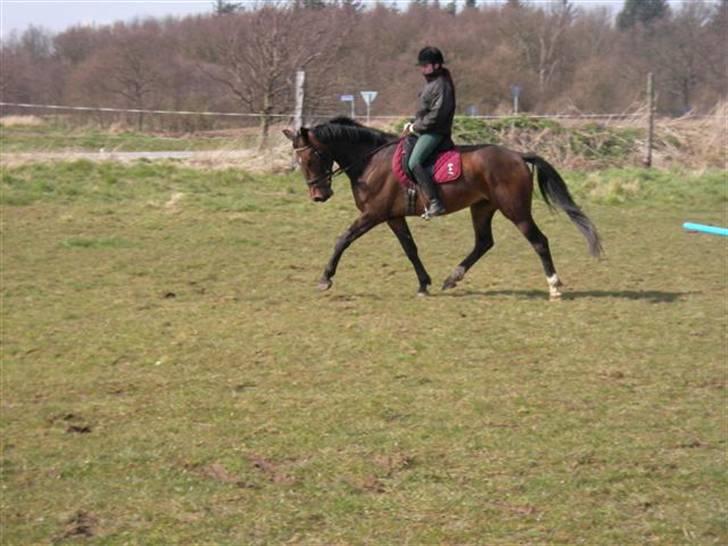 Oldenborg Horsebjerg Twister - Twister skal nok blive en lille stjerne en dag.. billede 13